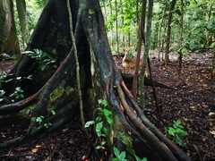 Rusa timorensis