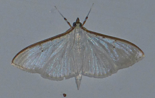Palpita vitrealis