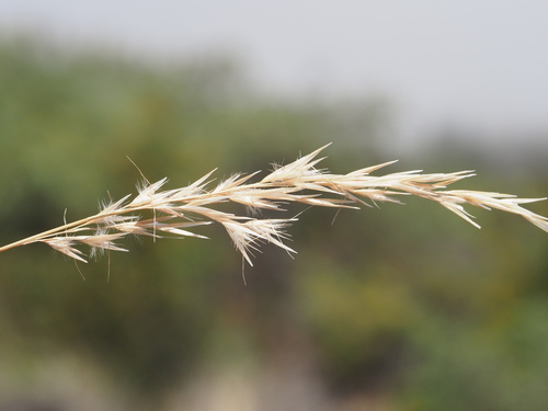Rytidosperma biannulare