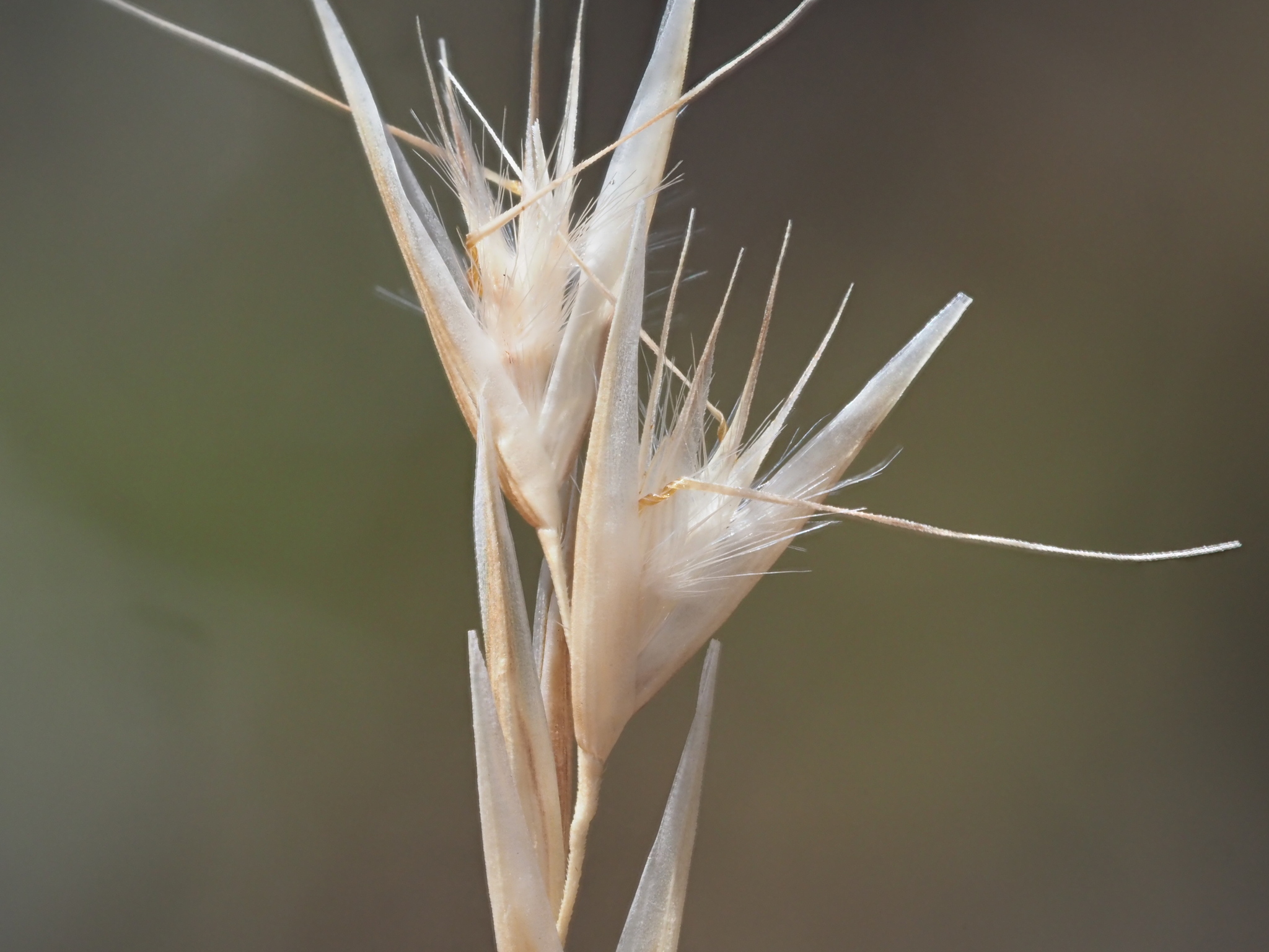Rytidosperma biannulare