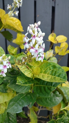 Pseuderanthemum, 2023-09-24