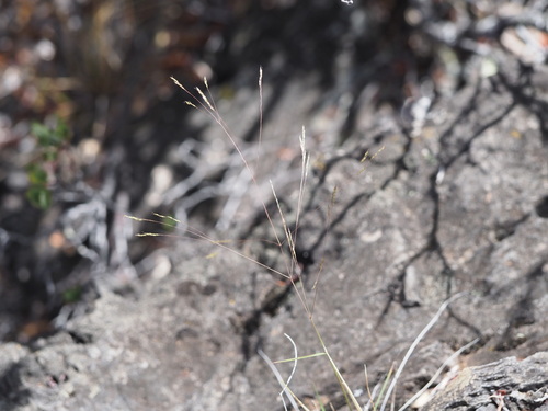 Lachnagrostis filiformis observed 2023-09-18