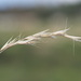 Slender Wallaby Grass - Photo (c) Kevin Faccenda, some rights reserved (CC BY), uploaded by Kevin Faccenda