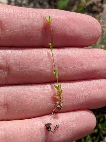 Image of Arenaria benthamii by (c) Alison Northup, some rights reserved (CC BY)