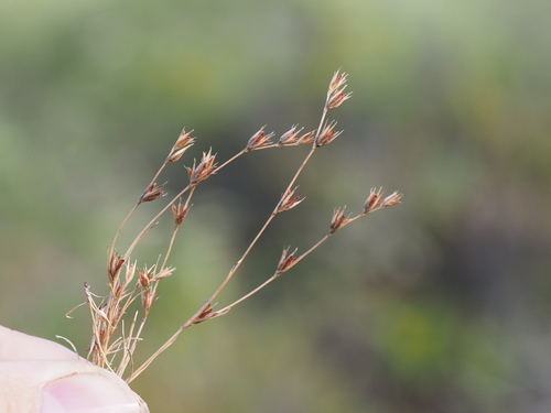 Juncus bufonius observed 2023-09-18