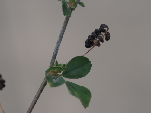 Medicago lupulina observed 2023-09-18