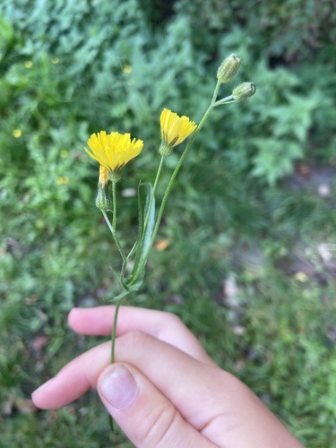 Crepis capillaris iNat (2)
