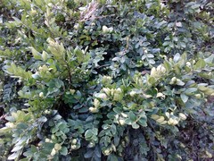 Buxus sempervirens