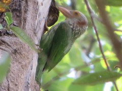 Psilopogon lineatus