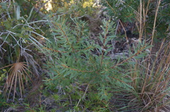 Morella cerifera image