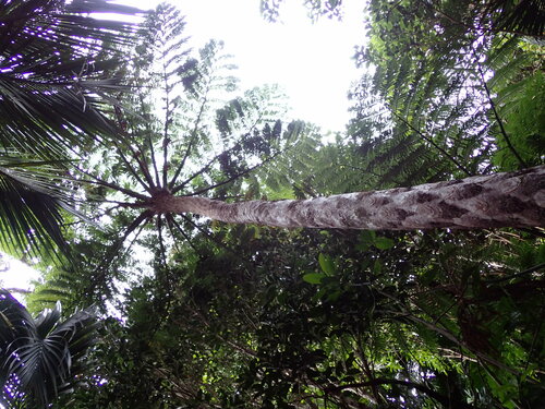 Sphaeropteris robusta, photograph 3