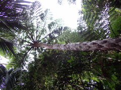 (c) Leon Perrie, some rights reserved (CC BY) Sphaeropteris robusta, photograph (c) Leon Perrie, some rights reserved (CC BY)