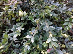 Buxus sempervirens
