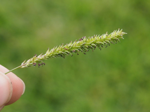 Sacciolepis indica observed 2023-09-19