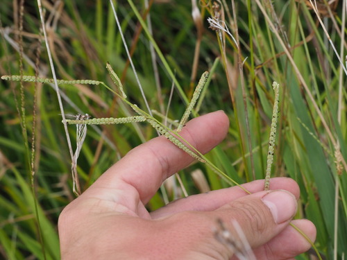 Image of Paspalum scrobiculatum by (c) Kevin Faccenda, some rights reserved (CC BY)