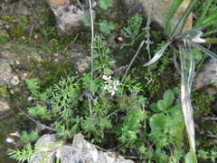 Scandix pecten-veneris