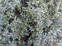 Buxus sempervirens