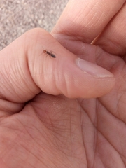 Crematogaster scutellaris