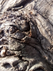 Crematogaster scutellaris