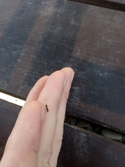 Crematogaster scutellaris