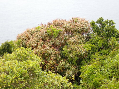Fitzgeraldii Tree (Dracophyllum fitzgeraldii)