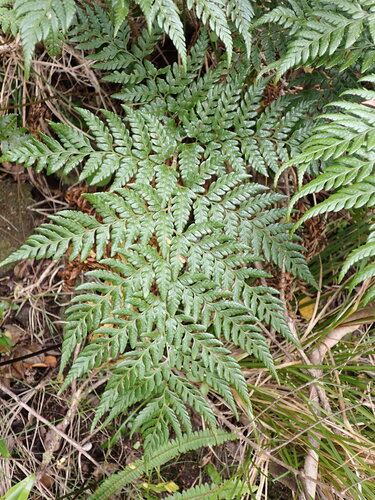 Image of Polystichum whiteleggei by (c) Leon Perrie, some rights reserved (CC BY)