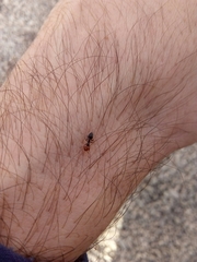 Crematogaster scutellaris
