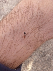 Crematogaster scutellaris