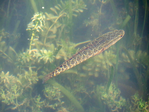Channa argus