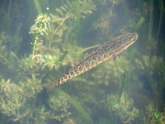Channa argus
