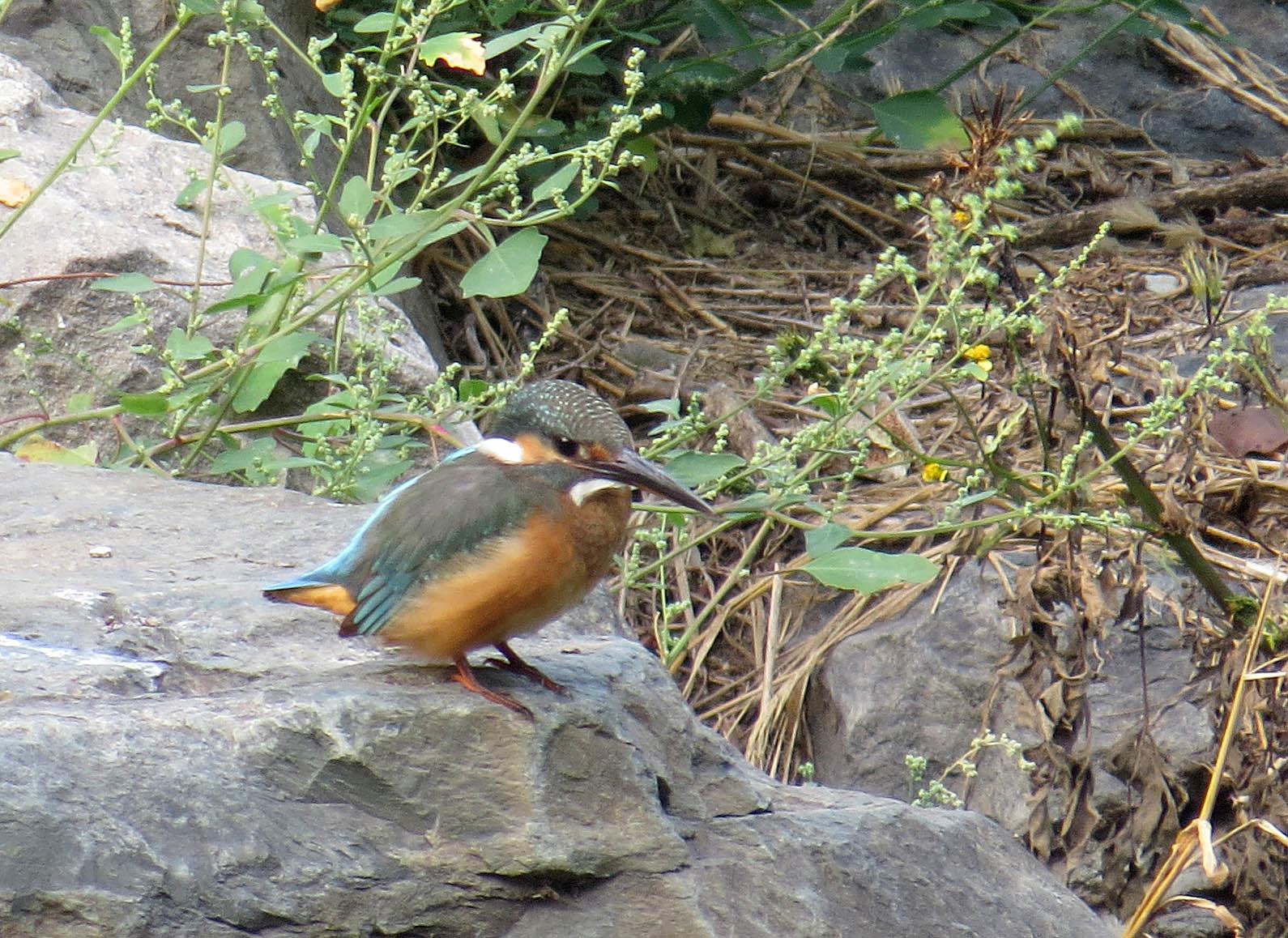 Common Kingfisher