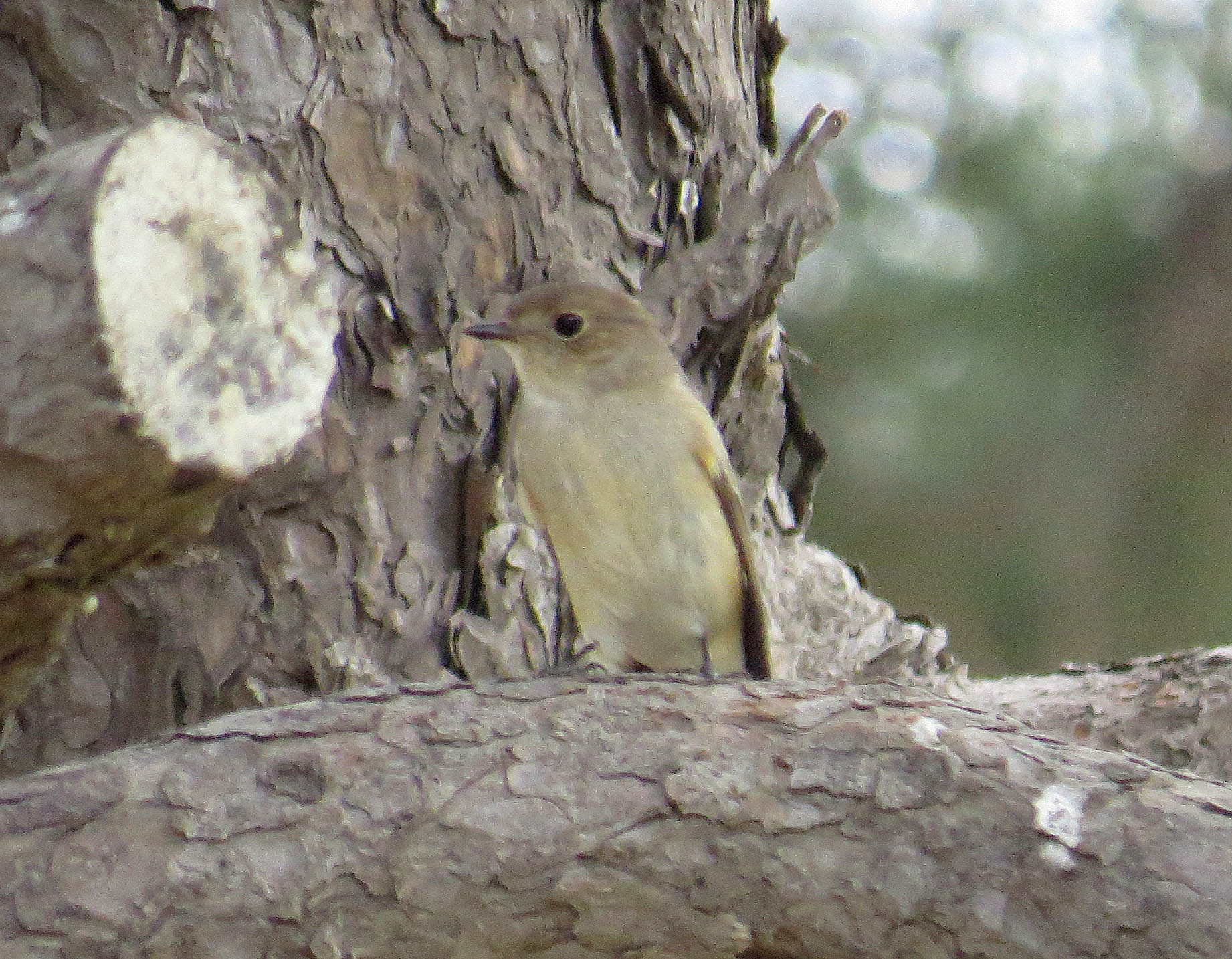 Asian Brown Flycatcher