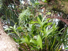 Dendrobium moorei, photograph (c) Leon Perrie, some rights reserved (CC BY)