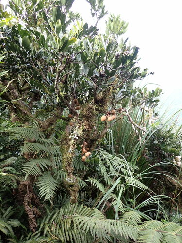 Didymocheton pachyphyllus, photograph 1