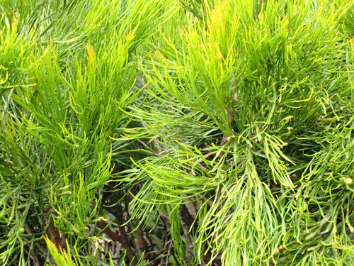 Exocarpos homalocladus observed 2023-09-20