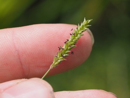 Sacciolepis indica observed 2023-09-19