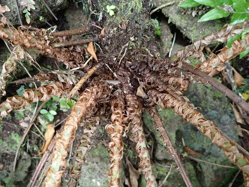 Image of Polystichum whiteleggei by (c) Leon Perrie, some rights reserved (CC BY)