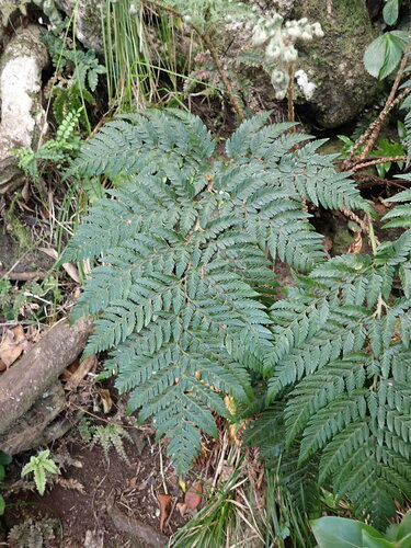 Whitelegge's shield fern (Polystichum whiteleggei)