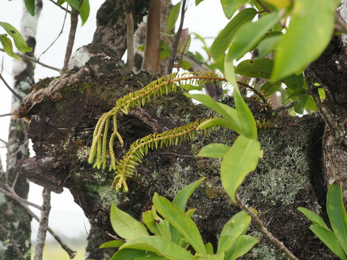 Phlegmariurus phyllanthus observed 2023-09-19