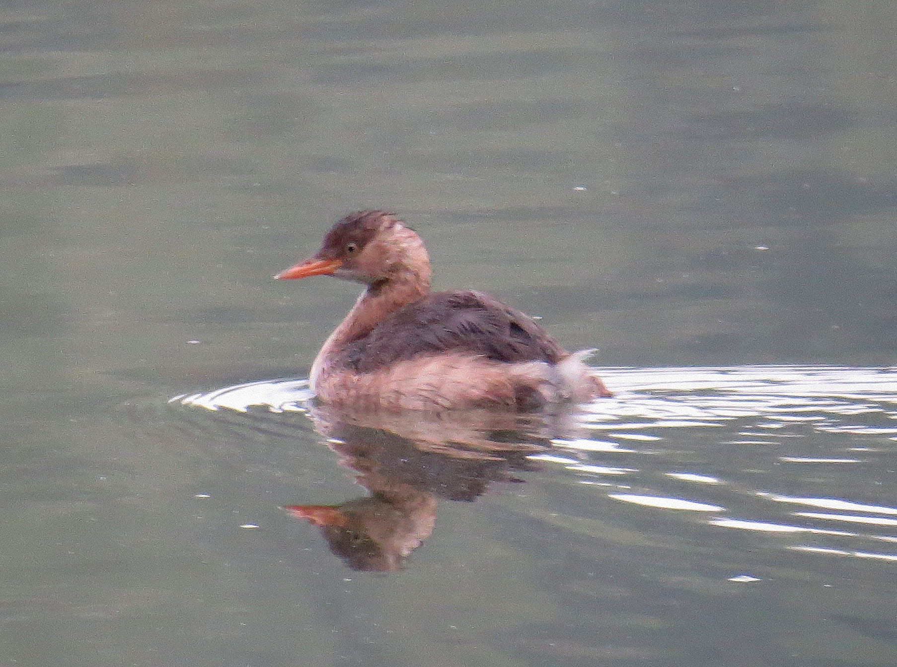 Little Grebe