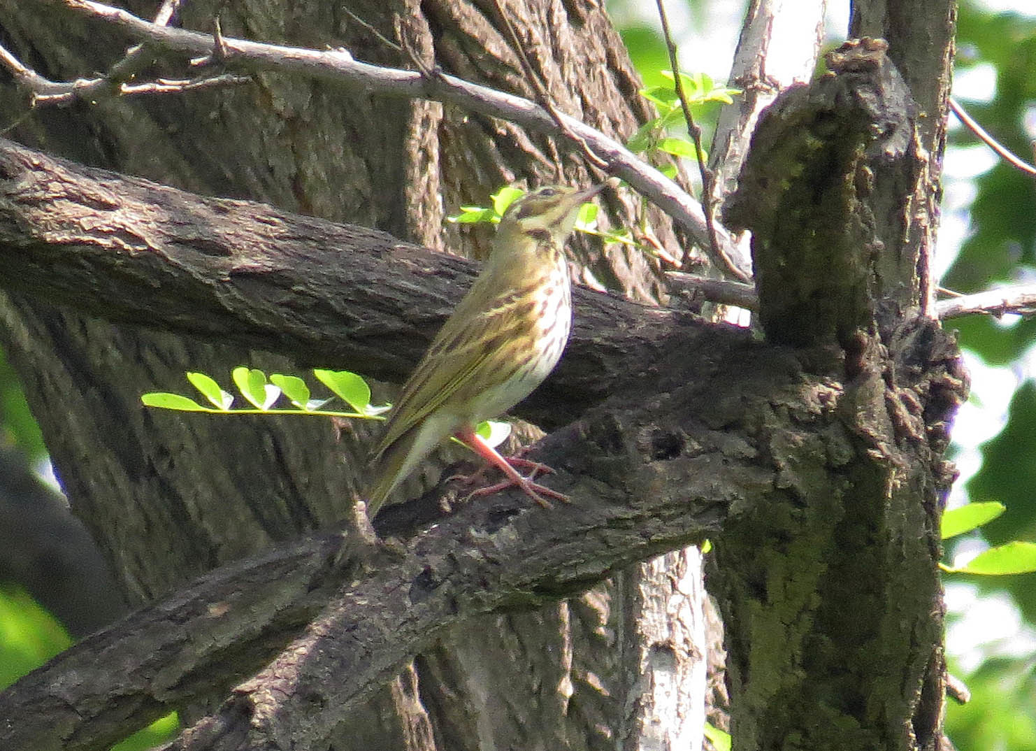 Olive-backed Pipit