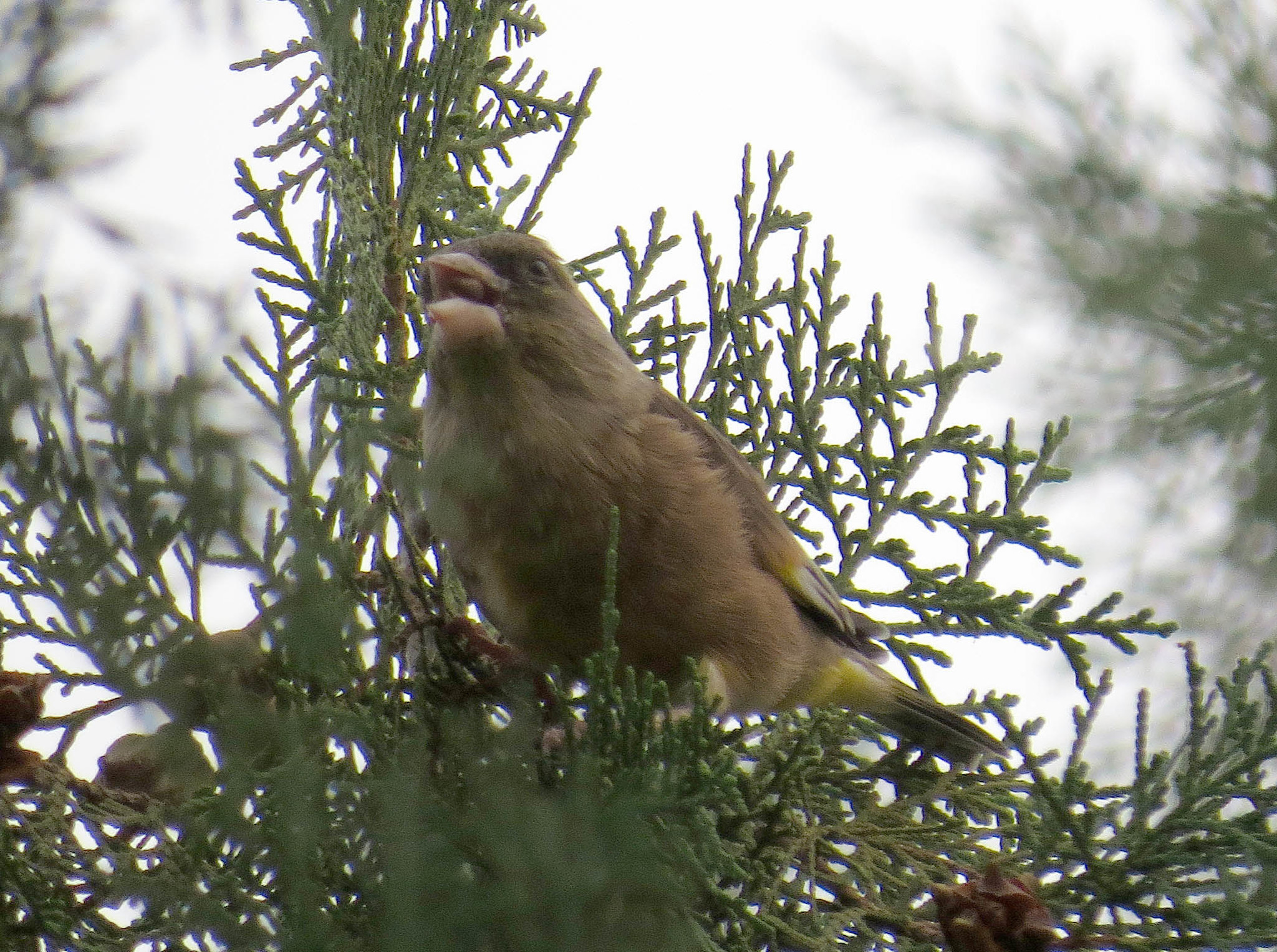 Oriental Greenfinch