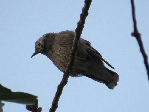 Spodiopsar cineraceus