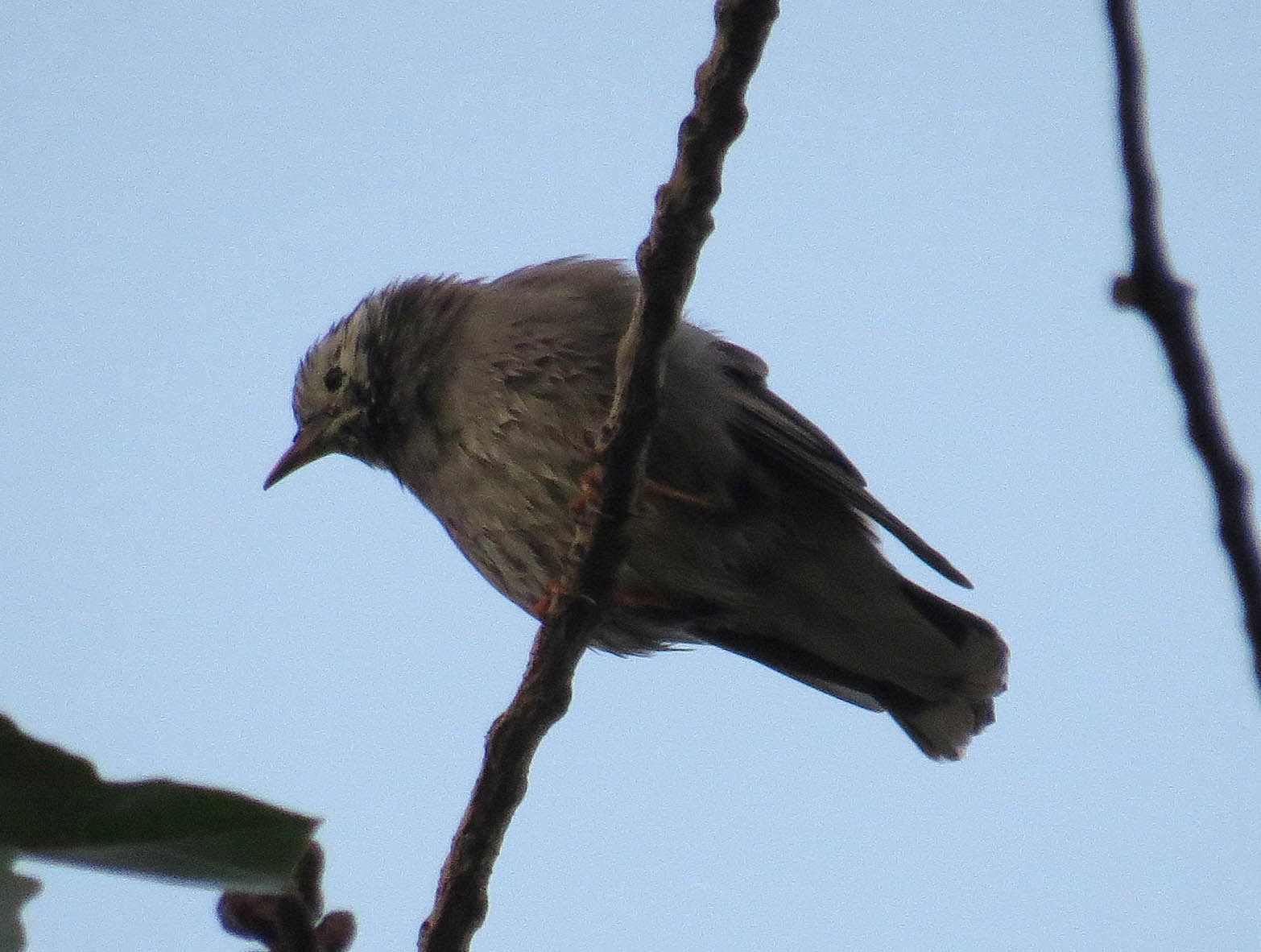 White-cheeked Starling