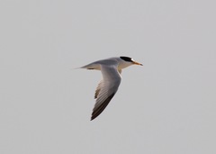 Sternula saundersi