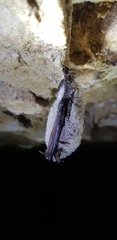Myotis davidii