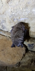 Myotis davidii