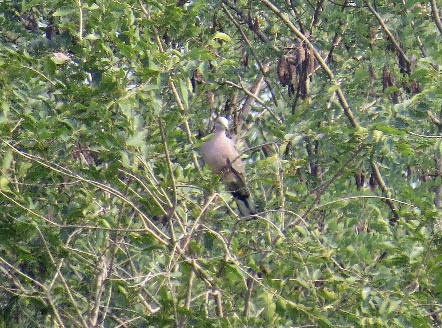 Eurasian Collared Dove