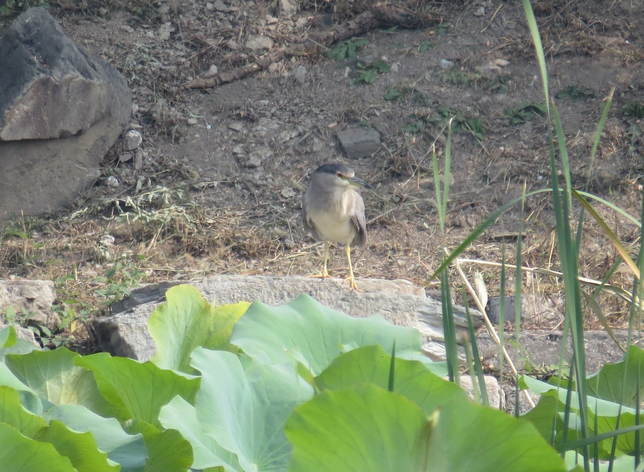Black-crowned Night Heron