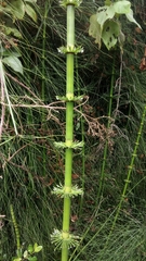 Equisetum giganteum